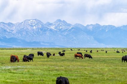 Rancher compensation: Don’t cry wolf without the facts (Letters)